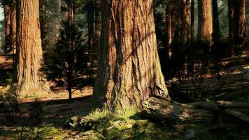 A serene forest with a cluster of majestic trees standing tall photo