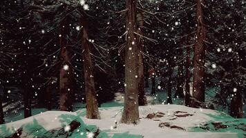 Winter forest in the snow photo