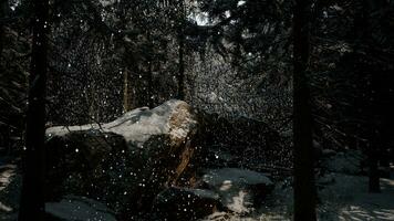 Winter forest in the snow photo