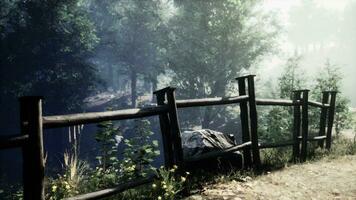 A serene forest scene captured within a protective fence photo