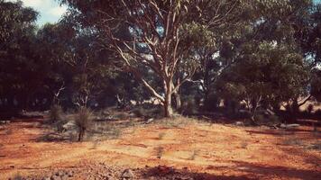 A rustic field with a picturesque backdrop of trees photo