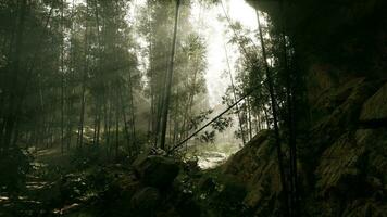 A serene bamboo grove enveloped in a mystical fog photo