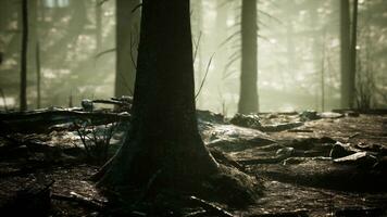 Destroyed tropical rainforest in Amazonia photo