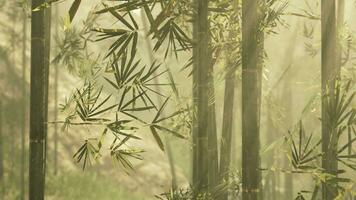 A serene bamboo grove enveloped in a mystical fog photo