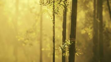 Green bamboo forest in the morning sunlight photo