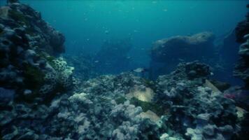 Sea or ocean underwater coral reef photo