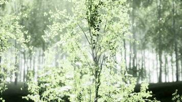 The last rays of the sun filter through the birch forest photo