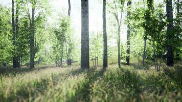 Sunrise or sunset in a spring birch forest with rays of sun shining photo