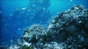 underwater scene with a multitude of fish swimming around a colorful coral reef photo