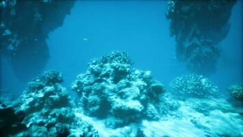 un grande grupo de corales en un azul Oceano foto