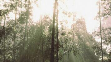 Sunlight streaming through a lush bamboo forest photo