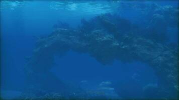 An underwater view of a tree in the ocean photo