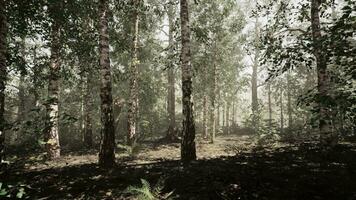 un denso abedul bosque con imponente arboles foto