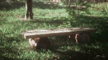 Wooden bench near pathway in trees shadow of summer forest park in sunny day photo