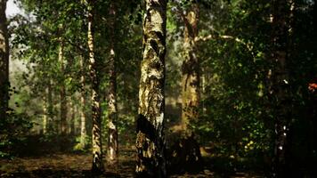 A dense birch forest with towering trees reaching towards the sky photo