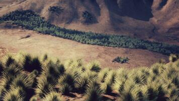 muy remoto spinifex césped cubierto Mancha en el genial victoria Desierto foto