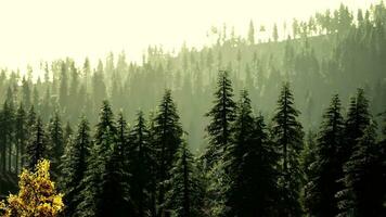 A serene forest with a cluster of majestic pine trees standing tall photo