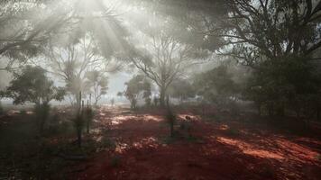 luz de sol transmisión mediante brumoso arboles en un místico bosque foto