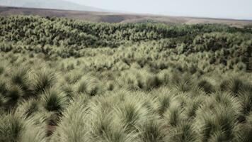 Very remote spinifex grass covered spot in the Great Victoria Desert photo