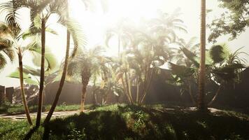 A bunch of palm trees in a grassy area photo