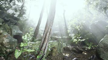 The verdant forest glows under the warmth of the sun photo