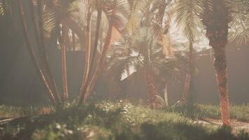 Palm trees and grass in the misty sunlight photo