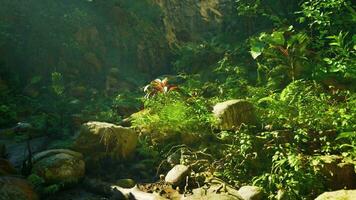 A stream running through a lush green forest photo