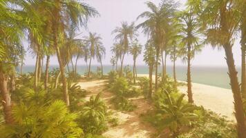 A beach with palm trees and the ocean in the background photo