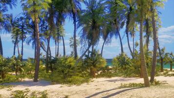 A tropical paradise beach with palm trees and crystal clear ocean waters photo