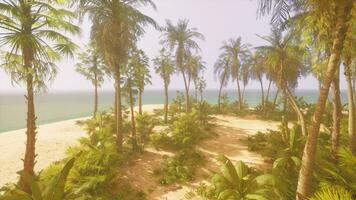 A tropical beach with palm trees and the ocean in the background photo