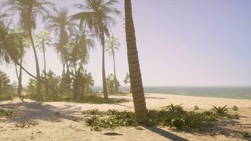 A sandy beach with palm trees and the ocean in the background photo