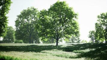 A serene landscape with a cluster of trees standing tall in a lush green field photo