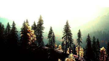 A serene forest with towering pine trees photo