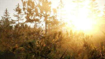 Sunbeams streaming through the pine trees photo