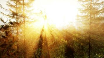 Sunlight streaming through the trees in a picturesque forest photo