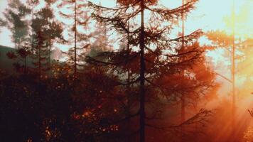 luz de sol transmisión mediante el arboles en un lozano bosque foto