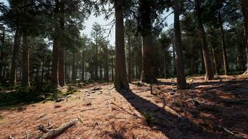 un denso bosque con imponente arboles foto