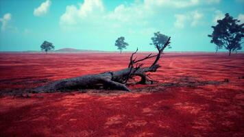 A dead tree in a vibrant red field surrounded by other trees photo