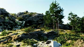 vast number of trees lit up by the sun in the Alps photo