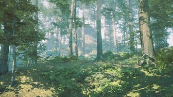 Panoramic view of the majestic evergreen forest in a morning fog photo