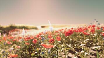 A vibrant field of colorful flowers in full bloom photo