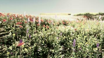 un vistoso campo lleno con un variedad de floreciente flores silvestres foto