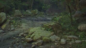 A stream running through a lush green forest photo