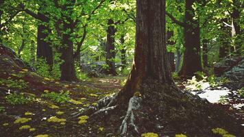 A majestic tree standing tall in the heart of a lush forest photo