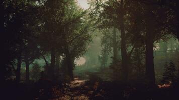 A peaceful forest path surrounded by tall trees photo