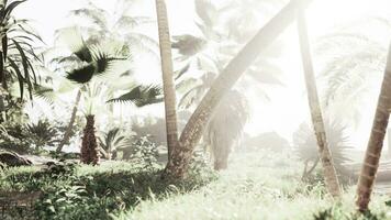 Coconut palm trees and shining sun over bright sky photo