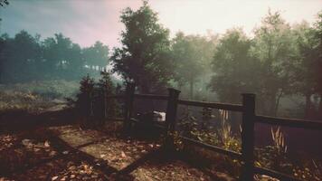 A tranquil forest scene with trees surrounded by a protective fence photo