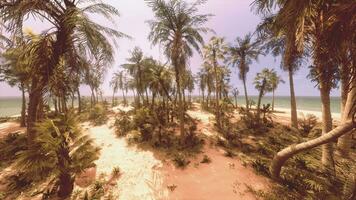 A serene beach with palm trees swaying in the breeze photo