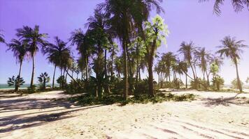 A tropical beach with a beautiful palm tree landscape photo