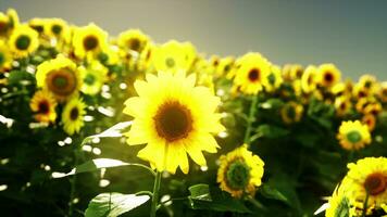 un vibrante girasol campo en contra un maravilloso cielo fondo foto